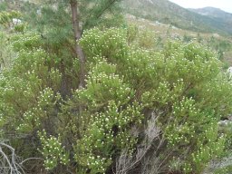 Phylica ericoides grown big